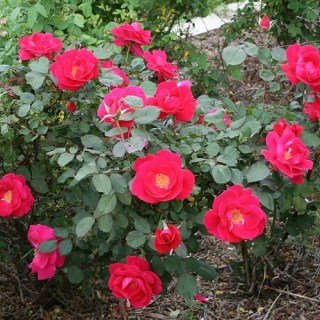 Троянда канадська Винипег Паркс (Winnipeg Parks)