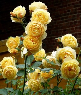 Троянда англійська Грехем Томас (graham thomas) [контейнер 2л.]