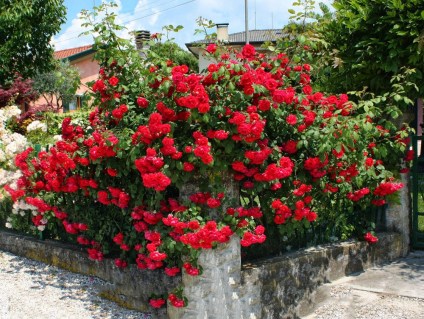 2-skarlett-silno-vetvitsja-prikryvaja-soboj-konstrukciju