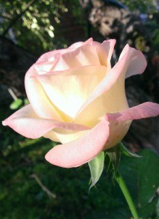 Троянда Бель Перль