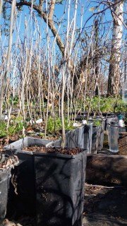 Реальні фото саджанців Пекан 60-80см