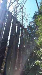 Реальні фото Клена 230-250см, контейнер