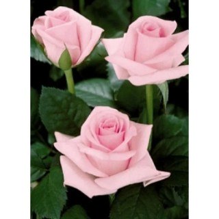 2042441209_roza-titanik