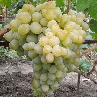 2077-Podarok-Zaporojyu-1000x1000