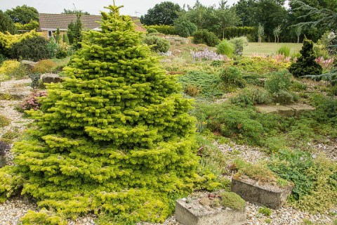 Ялиця нордмана Голден Спрайдер (Golden Spreader)