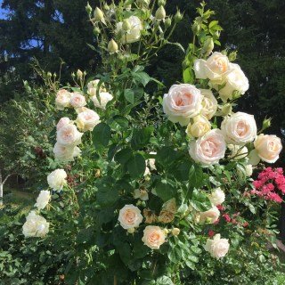 Троянда флорібунда Мадам Анісет (Madame Anisette)