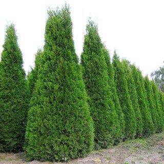 Туя Західна Смарагд (Smaragd) [30-40см, контейнер]