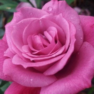 2143133613_w640_h640_2143133613