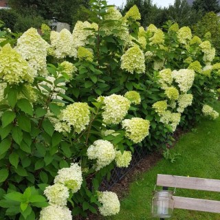 Гортензія волотиста Лаймлайт (Limelight) [контейнер, 0.5л.]