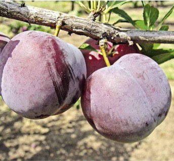 Слива диплоїдна Бербанк Гігант (Berbank giant) [2-річна з відкритим коренем]