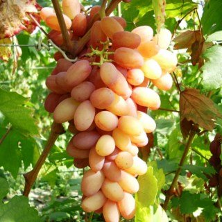 Виноград Румба
