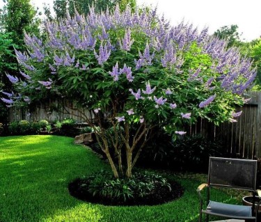 2172862218_w640_h640_viteks-svyaschennyj-ili