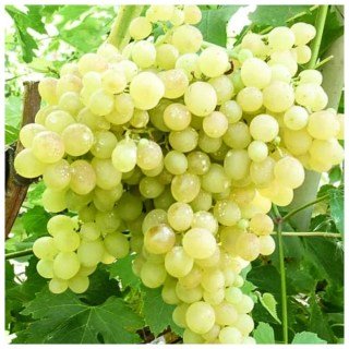 2182088309_vinograd-kishmish-volodar