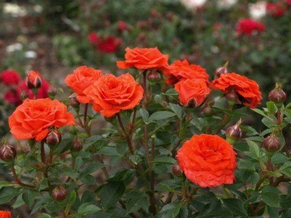 2185472481_w640_h640_2185472481