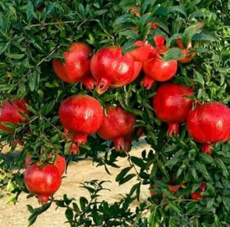 Гранат Ак-Дона [1-річий з відкритим коренем]