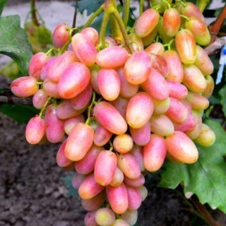 Виноград Юліан