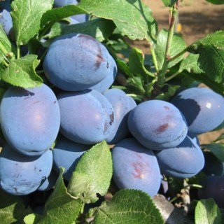 Слива Чачакская Лепотіка [2-річна з відкритим коренем]