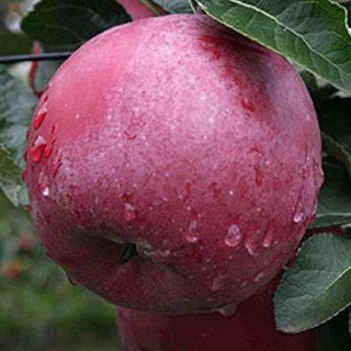 Яблоня Вильямс Прайд