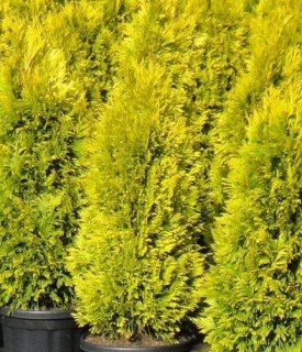 2222373667_w640_h640_tuya-zapadnaya-golden