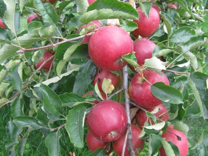 Яблуня Айдаред [1-річна з відкритим коренем]