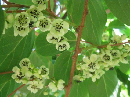 Актинідія Адам, чоловічий обпилювач