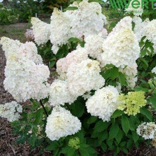 Гортензія волотиста Дентель де Горрон (Dentelle de Gorron)