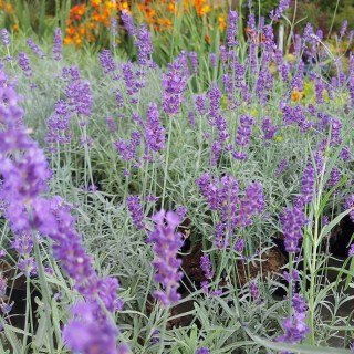 23066__2_-4083730549