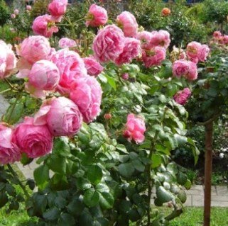 2325761809_w640_h640_roza-floribunda-pomponella