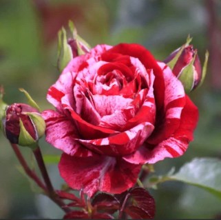 Троянда флорібунда Діп Імпрешн (Deep Impression)