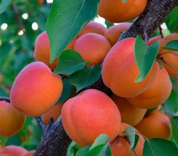 Абрикос Киото (Kioto) [2-річний з відкритим коренем]