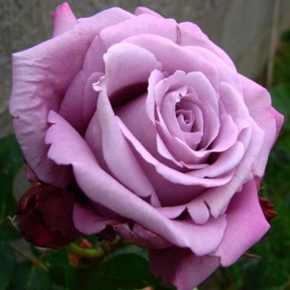 241113613_images_20329656546