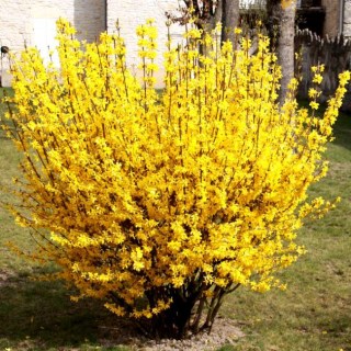 Форзиція проміжна Уикенд (Forsythia intermedia Weekend) [контейнер 3л. 50см.]