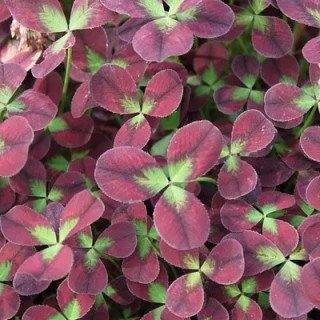 Конюшина повзуча Ізабелла