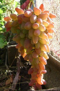 Виноград Заграва