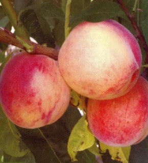 Персик Посол Миру [1-річний з відкритим коренем]