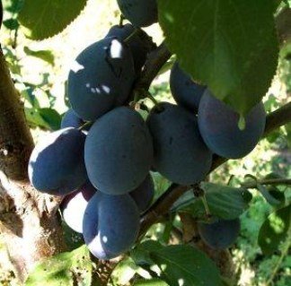 Слива Джойо