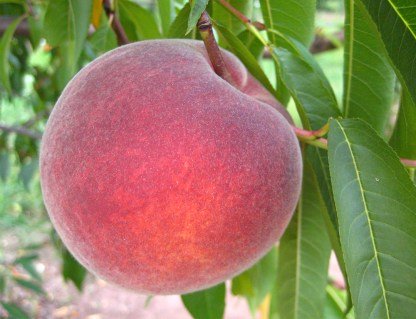 Персик Флемінг Ф'юрі PF 24-007 (Flamin Fury PF 24-007) [2-річний з відкритим коренем]