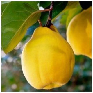 Айва сорт Кубанська Врожайна [1-річна з відкритим коренем]