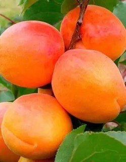 Абрикос Банзай [2-річний з відкритим коренем]