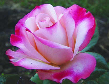 31a01786f71532a560998c56437ffbe5