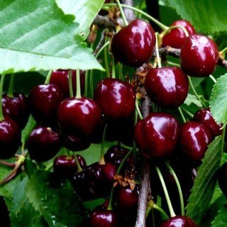 Черешня Гермередорфська [2-річна з відкритим коренем]