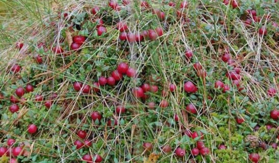 31e7a412730d406_855x500