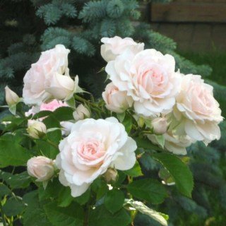 Троянда канадська Морден Блаш (Morden Blush) [контейнер 2л.]