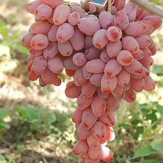 Виноград Вогняний