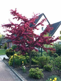 Яблуня декоративна Роялті (Royalty) червонолиста [1-річна з відкритим коренем]