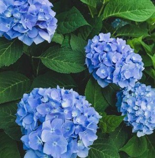 Гортензія Блю Скай (Hydrangea macrophylla Blue Sky)