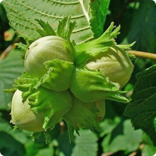 Фундук Барселонський [2-річний з відкритим коренем]