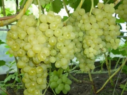 Виноград Кішміш №342