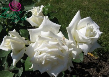 342080279_w640_h640_342080279