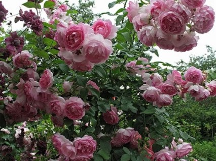 342082049_w640_h640_342082049